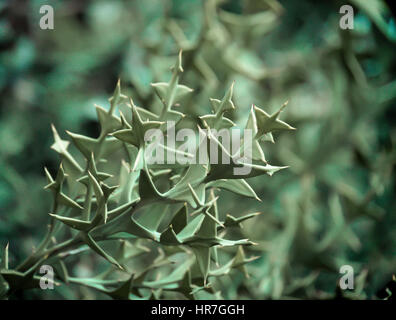 dark green island plant looks abstractly Stock Photo