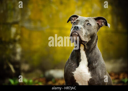 American Pit Bull Terrier dog Stock Photo