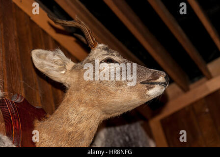 Head of a Capreolus on the wall Stock Photo