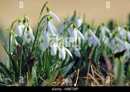 Early flowering snowdrops (Galanthus nivalis) a sign of hope Stock Photo