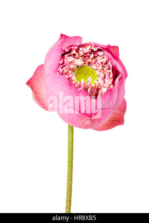 Blooming beautiful Single lotus flower isolated on white background, Saved clipping path. Stock Photo