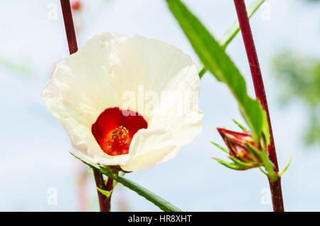 Hibiscus sabdariffa or roselle fruits on plant. Stock Photo