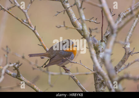 Portrait of natural european robin (Erithacus rubecula) sitting on a branch Stock Photo