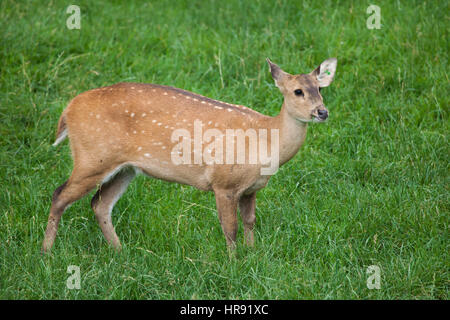 Indian hog deer (Hyelaphus porcinus). Stock Photo