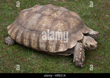 African spurred tortoise (Centrochelys sulcata), also known as the sulcata tortoise. Stock Photo