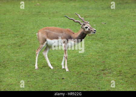 Indian blackbuck (Antilope cervicapra). Wildlife animal. Stock Photo