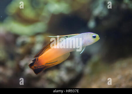 Firefish goby (Nemateleotris magnifica), also known as the fire dartfish. Stock Photo