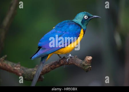 Golden-breasted starling (Lamprotornis regius), also known as the royal starling. Stock Photo