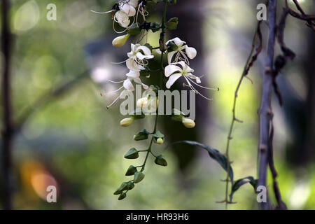 Plants of Kerala Stock Photo