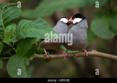 Java sparrow (Lonchura oryzivora), also known as the Java finch or Java rice sparrow. Stock Photo