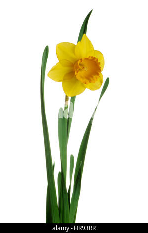 Spring yellow daffodils isolated on a white background Stock Photo