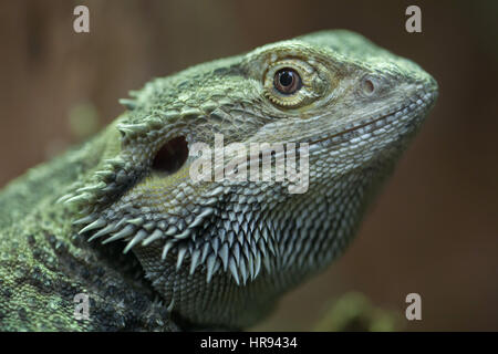 Central bearded dragon (Pogona vitticeps), also known as the inland bearded dragon. Stock Photo