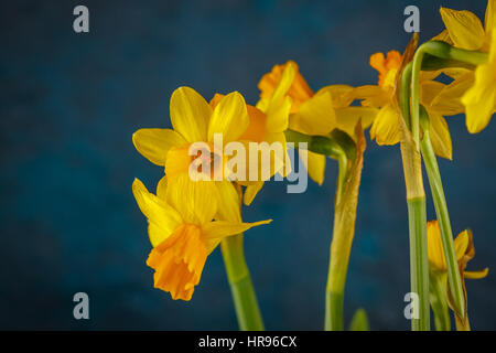 Yellow miniature daffodils on a dark blue background. Stock Photo