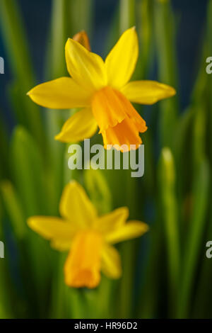 Yellow miniature daffodils on a dark blue background. Stock Photo