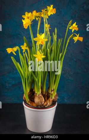 Yellow miniature daffodils on a dark blue background. Stock Photo