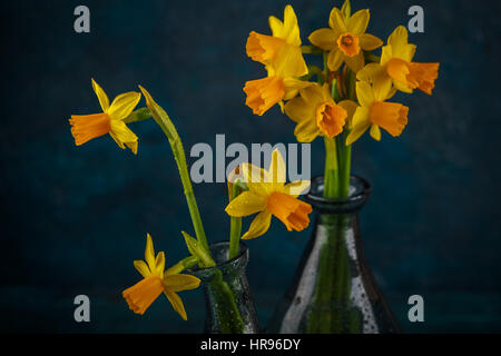 Yellow miniature daffodils on a dark blue background. Stock Photo