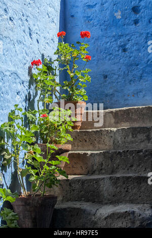 Geranium plants in pot on steps of brick stairs in the sun Stock Photo