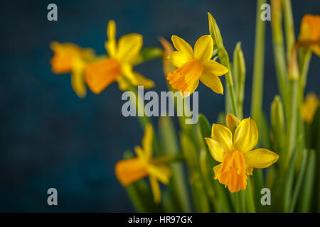 Yellow miniature daffodils on a dark blue background. Stock Photo