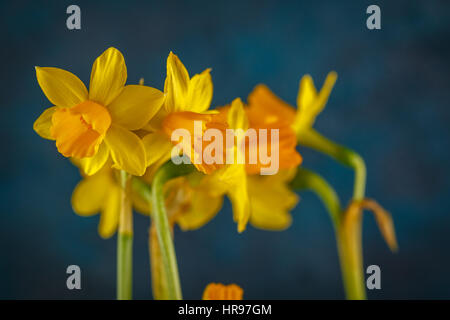 Yellow miniature daffodils on a dark blue background. Stock Photo