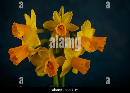 Yellow miniature daffodils on a dark blue background. Stock Photo