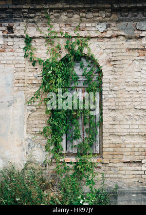 Boarded-up window overgrown with green ivy. Part of the old building with brick wall and window. Stock Photo