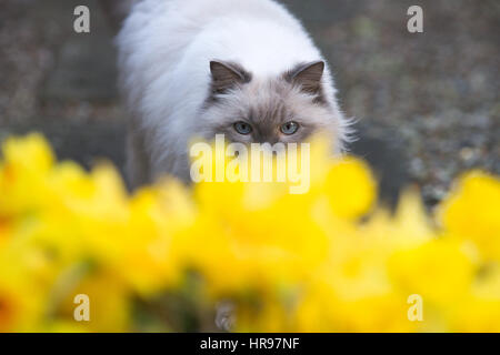 A cat peers through spring daffodils in the garden. Stock Photo