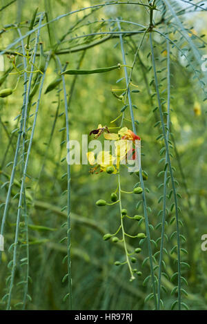 parkinsonia aculeata Stock Photo