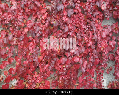 parthenocissus tricuspidata in autumn Stock Photo