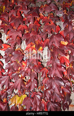 parthenocissus tricuspidata in autumn Stock Photo