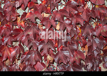 parthenocissus tricuspidata in autumn Stock Photo