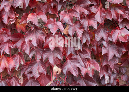 parthenocissus tricuspidata in autumn Stock Photo