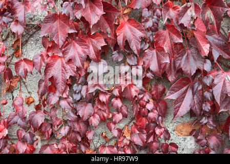 parthenocissus tricuspidata in autumn Stock Photo