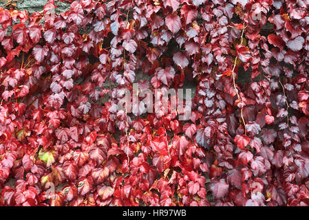 parthenocissus tricuspidata in autumn Stock Photo