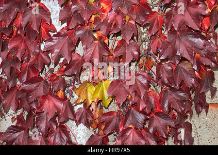 parthenocissus tricuspidata in autumn Stock Photo