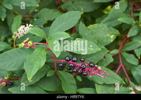 Phytolacca america berries Stock Photo