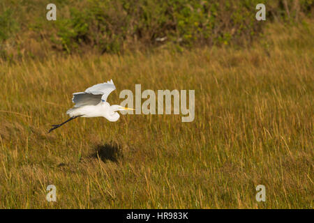 Great Egret (casmerodius Albus) At Assateague Island National Seashore 