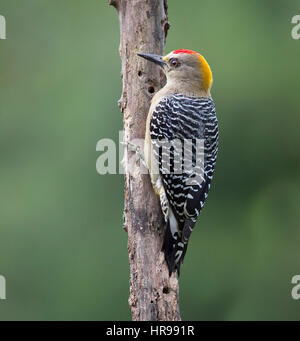 Hoffmann's Woodpecker clinging to a tree Stock Photo