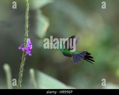 Male Green-crowned Brilliant Hummingbird in flight eating nectar Stock Photo