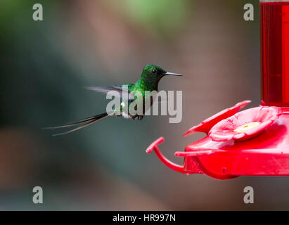 Green Thorntail Hummingbird in flight at feeder Stock Photo