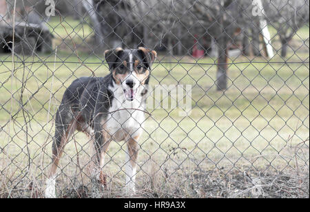 dog behind fence in garden Stock Photo