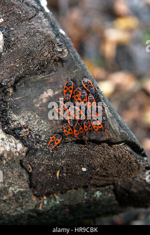 Colony of firebugs, also known as pyrrhocoris apterus on a tree trunk, Moss and fungus growing on the old tree. Stock Photo
