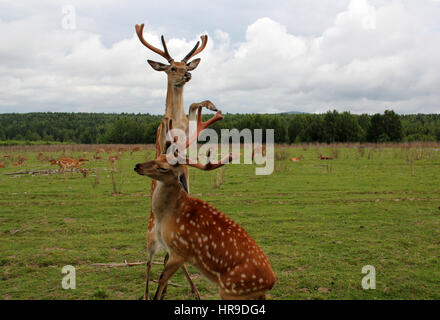Two reared deer withe big antlers fighting Stock Photo