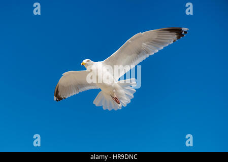Single seagull flying against background of blue sky. Stock Photo