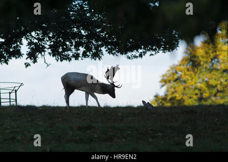 Fallow Deer (Dama dama) mature buck, grazing under canopy, in silhouette, Studley Roger,  North Yorkshire, England, October Stock Photo
