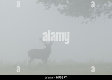 Sika Deer (Cervus nippon) introduced species, mature stag  in thick fog, Studley Royal, North Yorkshire, England, October Stock Photo