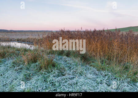 Frosted grass and Common Reed (Phragmites australis) at dawn, on site of former opencast coal mine, St. Aidans RSPB Reserve, West Yorkshire, England,  Stock Photo