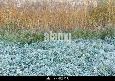 Frosted grass and Common Reed (Phragmites australis) at dawn, on site of former opencast coal mine, St. Aidans RSPB Reserve, West Yorkshire, England,  Stock Photo