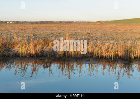 Common Reed (Phragmites australis) with reflections in pool, at sunrise, on site of former opencast coal mine, St. Aidans RSPB Reserve, West Yorkshire Stock Photo