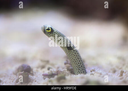Spotted garden eel (Heteroconger hassi). Stock Photo