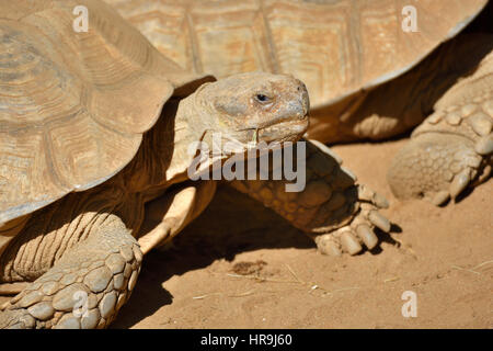 Closeup of a African spurred tortoise (Centrochelys sulcata), picture from Puerto de la Cruze Tenerife Spain. Stock Photo